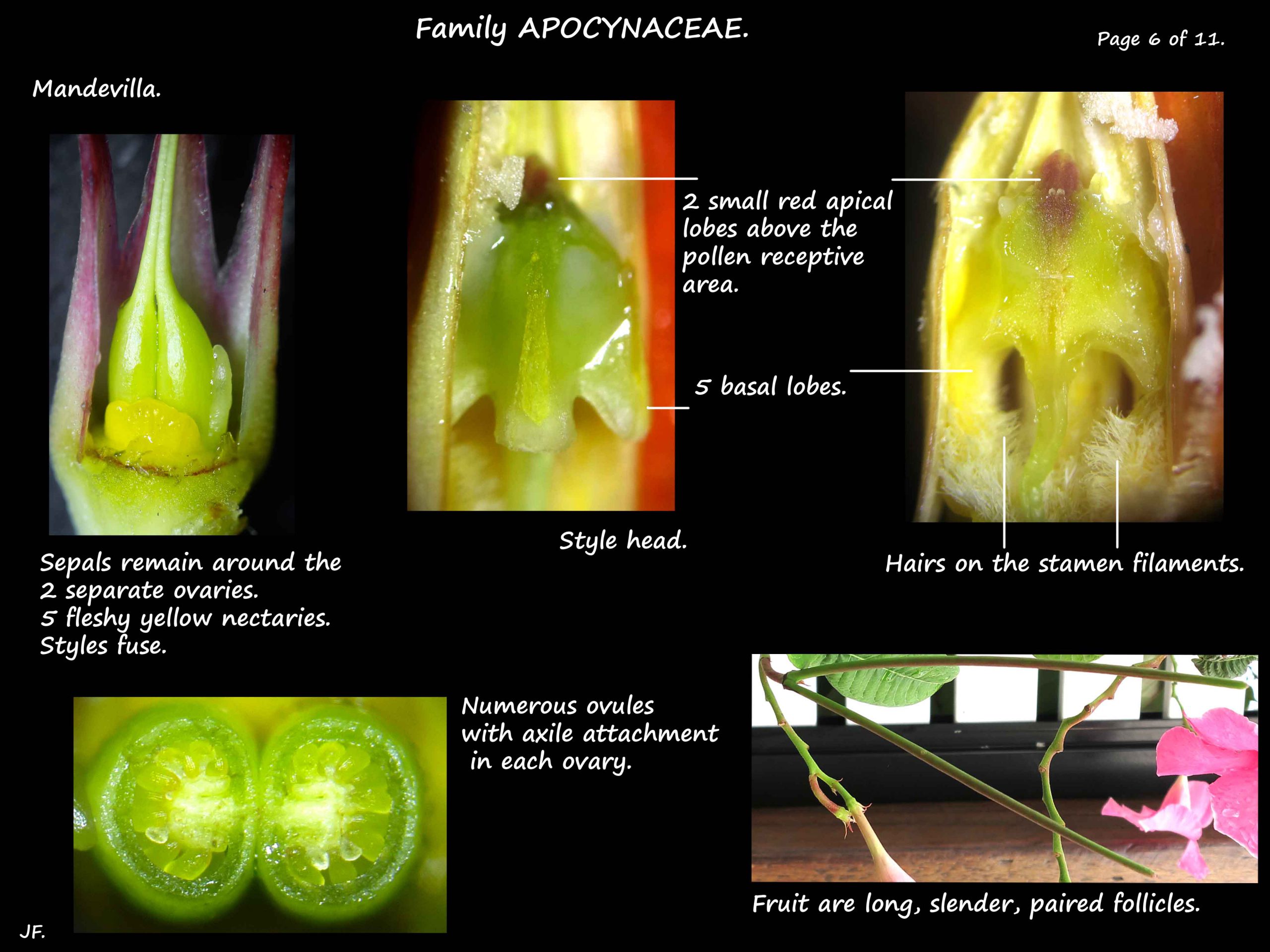 6 The ovaries, style head and nectaries in Mandevilla